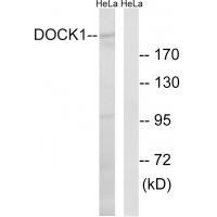 DOCK1 Antibody