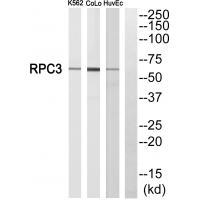 RPC3 Antibody