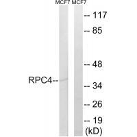 RPC4 Antibody