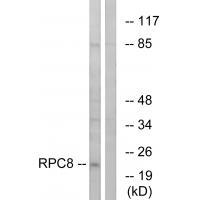 RPC8 Antibody