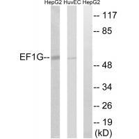 EEF1G Antibody