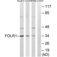 FOLR1 Antibody