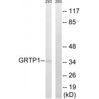 GRTP1 Antibody