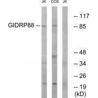 GIDRP88 Antibody