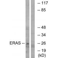 ERAS Antibody