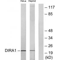 DIRA1 Antibody