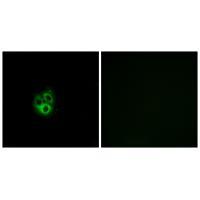GNG5 Antibody