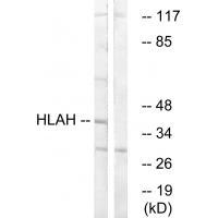 HLAH Antibody