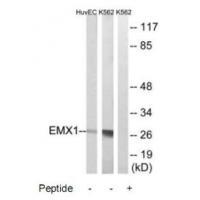 EMX1 Antibody