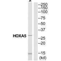 HXA5 Antibody