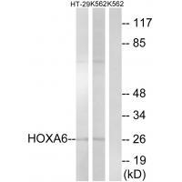 HOXA6 Antibody