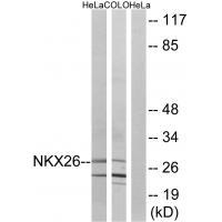 NKX26 Antibody