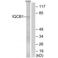 IQCB1 Antibody