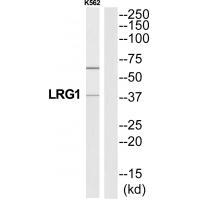 A2GL Antibody