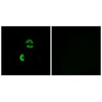 LDLRAD3 Antibody