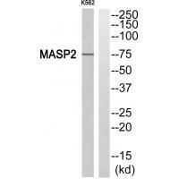 MASP2 Antibody