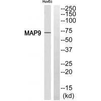 MAP9 Antibody