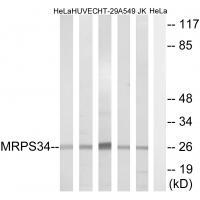 MRPS34 Antibody