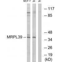 MRPL39 Antibody