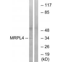 MRPL4 Antibody