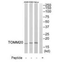 TOMM20 Antibody