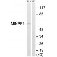 MINPP1 Antibody
