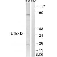 PTGR1 Antibody