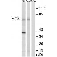 ME3 Antibody