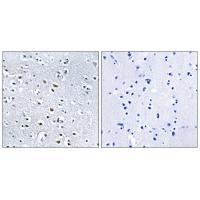 NPHP4 Antibody