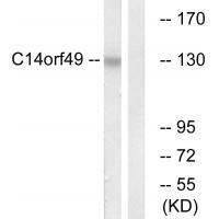 C14orf49 Antibody