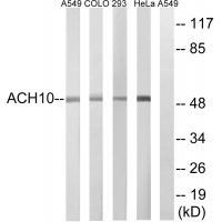 CHRNA10 Antibody