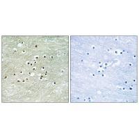NPAS4 Antibody