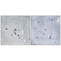 OAZ1 Antibody