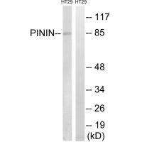 PNN Antibody