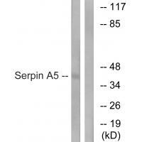 Serpin A5 Antibody