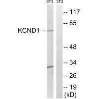 KCND1 Antibody