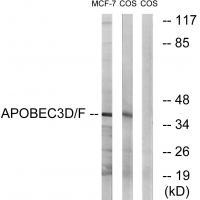 APOBEC3D/F Antibody