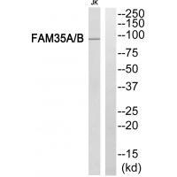 FAM35A/B Antibody