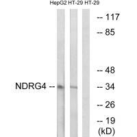NDRG4 Antibody