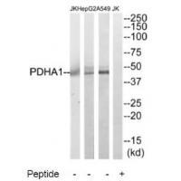 PDHA1 Antibody