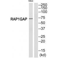 RAP1GDS1 Antibody