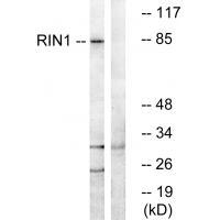 RIN1 Antibody