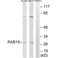 RAB18 Antibody