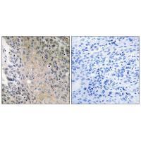 RAB41 Antibody