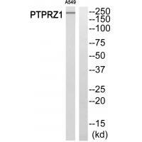 PTPRZ1 Antibody