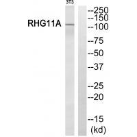 RHG11A Antibody