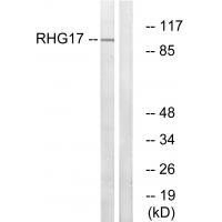 RHG17 Antibody