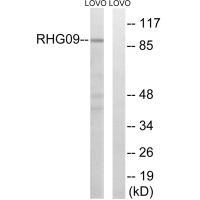RHG9 Antibody