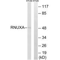 RNUXA Antibody
