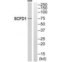 SCFD1 Antibody